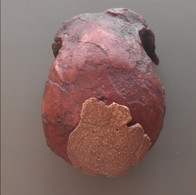 El hombre de Orce